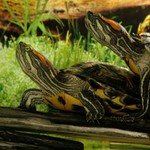 Trachemys scripta elegans
