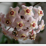 --- Hoya carnosa ---