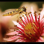 Pestřenka na netřesku