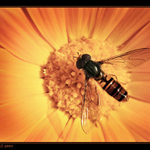 Poslední pestřenka