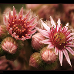 Netřesk bez pestřenky