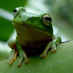 Zabka na bananovniku