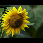 <b>~ fresh summer ~</b>