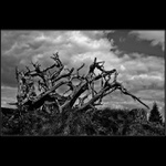 Já chtěl jsem růst až do oblak....