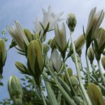 Z pohledu padlého chrousta