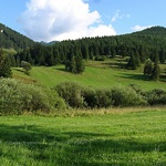 Orava