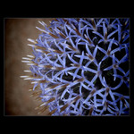 <b>E X T R A V A G A N C A</b>