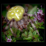 <b>* Smrt může být krásná *</b>