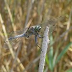 Vážka černořitná