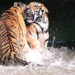 Souboj tygrů
