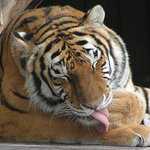 Odpočívající tygr