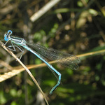 Šidélko páskované