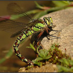 <B>Vážčí pozdrav PP-ákům z dovolené...</B>