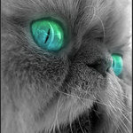 <B>KOCOUR SE VRÁTIL Z DOVOLENÉ...</B>