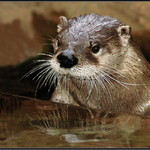 <B>SRABE, POJĎ DO VODY...</B>