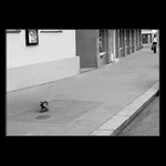 * NA PROCHÁZCE S DRAVCEM *