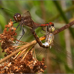 zatáhnout  ... a povolit  ;o)