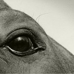 Okno do duše (Lopez)