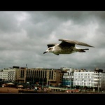 Kde ptáci létají proklatě nízko...