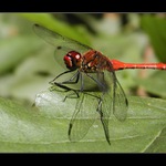 <b>vážka rudá</b>