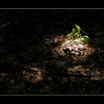 <b>lesní hra světla</b>