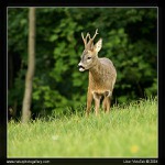 Ze srnčí říje... :-)