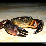 Chytit - vyfotit - uvarit - sezrat :-)