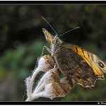 velké a dlouhé čekání