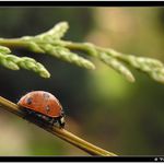 Beruška čunčátko :-)