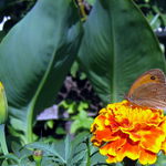 Motýl ! Emanuel ???