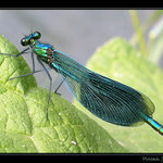 Motýlice (neposedná)