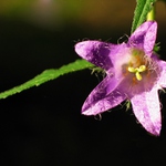 Chlupatice
