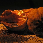 Makovina