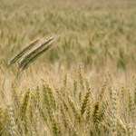 Nevyčnievaj z davu...