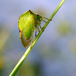 Ty cikády řvou jak krávy :)