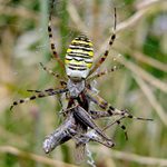 Prídem hneď, som na obede.