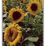 Slunečnicová sezóna I.