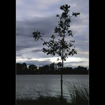 Podvečer u rybníka