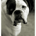 snoopy