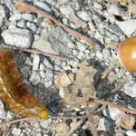 Housenka Otakárka žaludového (housenkus dubus zaludus)