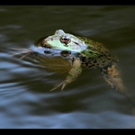 když bez PP, tak aspoň takhle ...