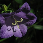 Lesní zvonkosvětlohrátky