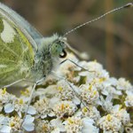 Kousek běláska rezedového