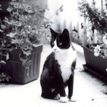 Cica s menom "Topánky"