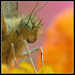 Motyľojež kapustný