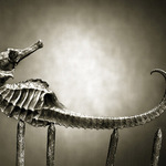 Natur Morte
