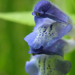 Jedna z rodiny Hluchavkovití