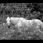 <b>Koutky našich hor a skal VIII.</b><br> - <br>za seníkem