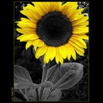 ..:: sluneční květena ::..