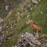 kamzík v Roháčích